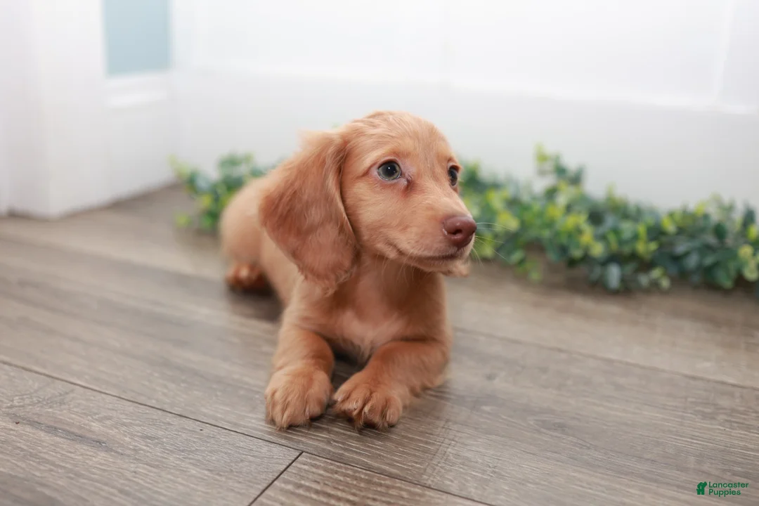 Miniature Dachshund dogs for sale: Doc - Ad 2