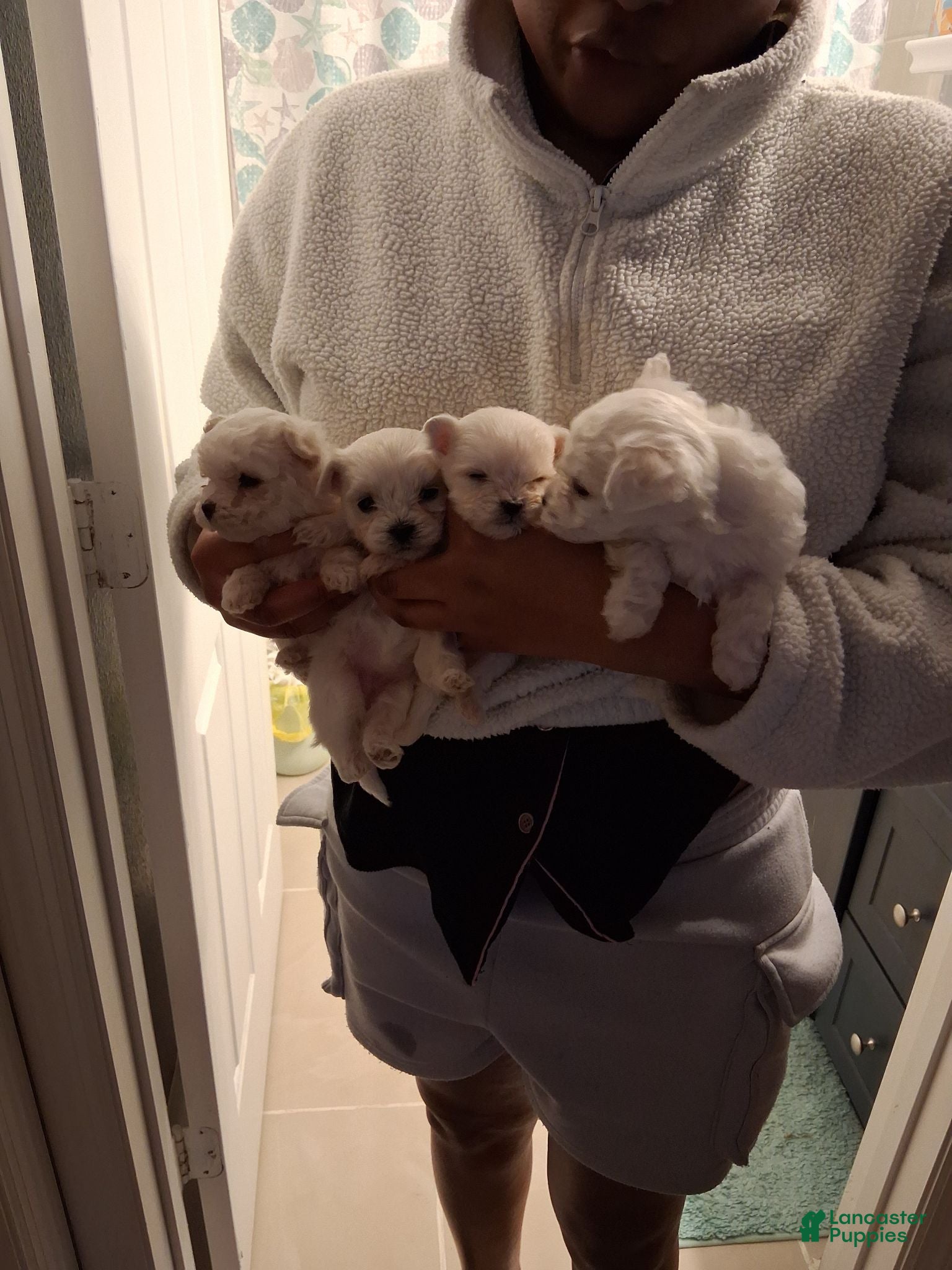 Maltese dogs for sale: Maltese 4 - Ad 3