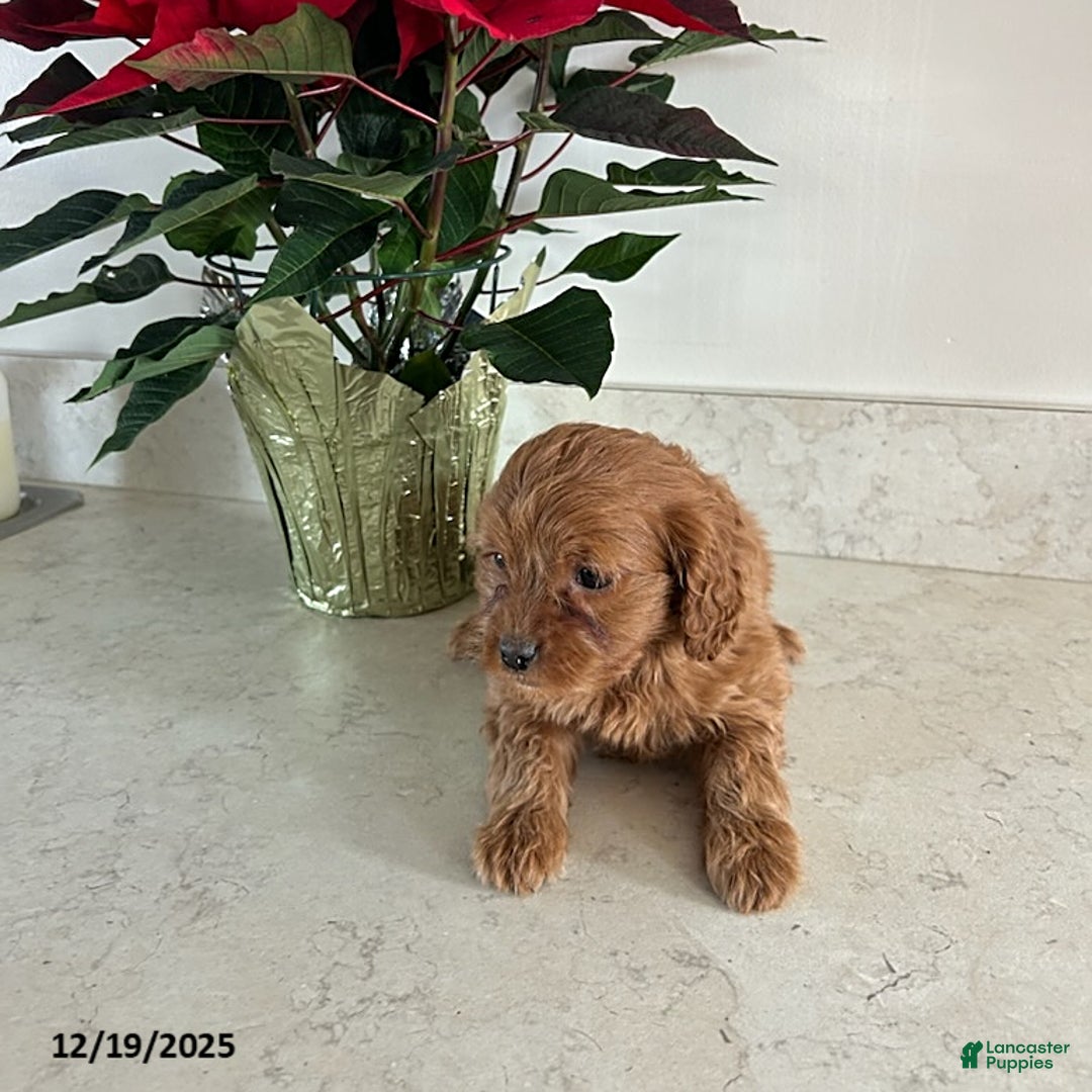 Cavapoo dogs for sale: Tinker - Ad 2