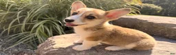 Welsh Corgi Pembroke dogs for sale: Ella - Ad 13