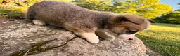 Welsh Corgi Pembroke dogs for sale: Teddy - Ad 5