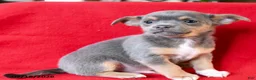 Chihuahua dogs for sale: Paco - Ad 3