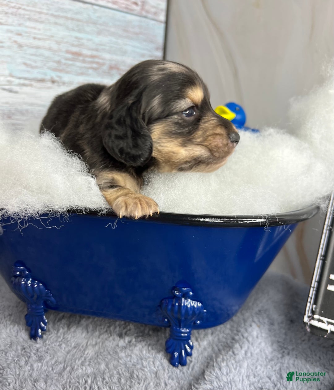 Miniature Dachshund dogs for sale: Black and cream dapple - South african - Ad 12