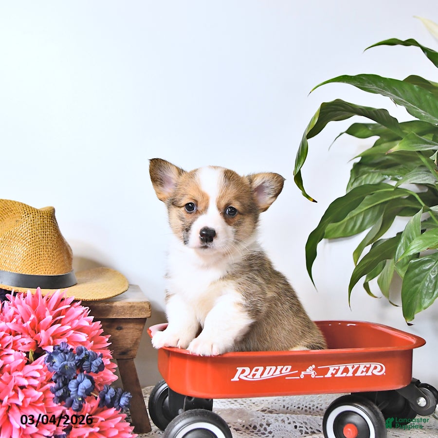 Welsh Corgi Pembroke dogs Kayla - Ad 1