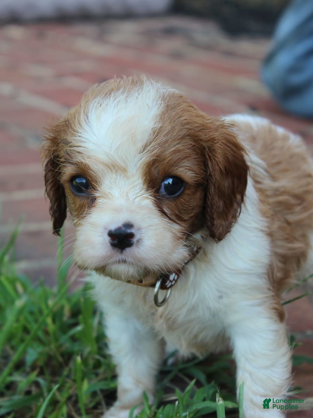 Dogs Cavalier King Charles Mixed Breeds Cavalier King Charles