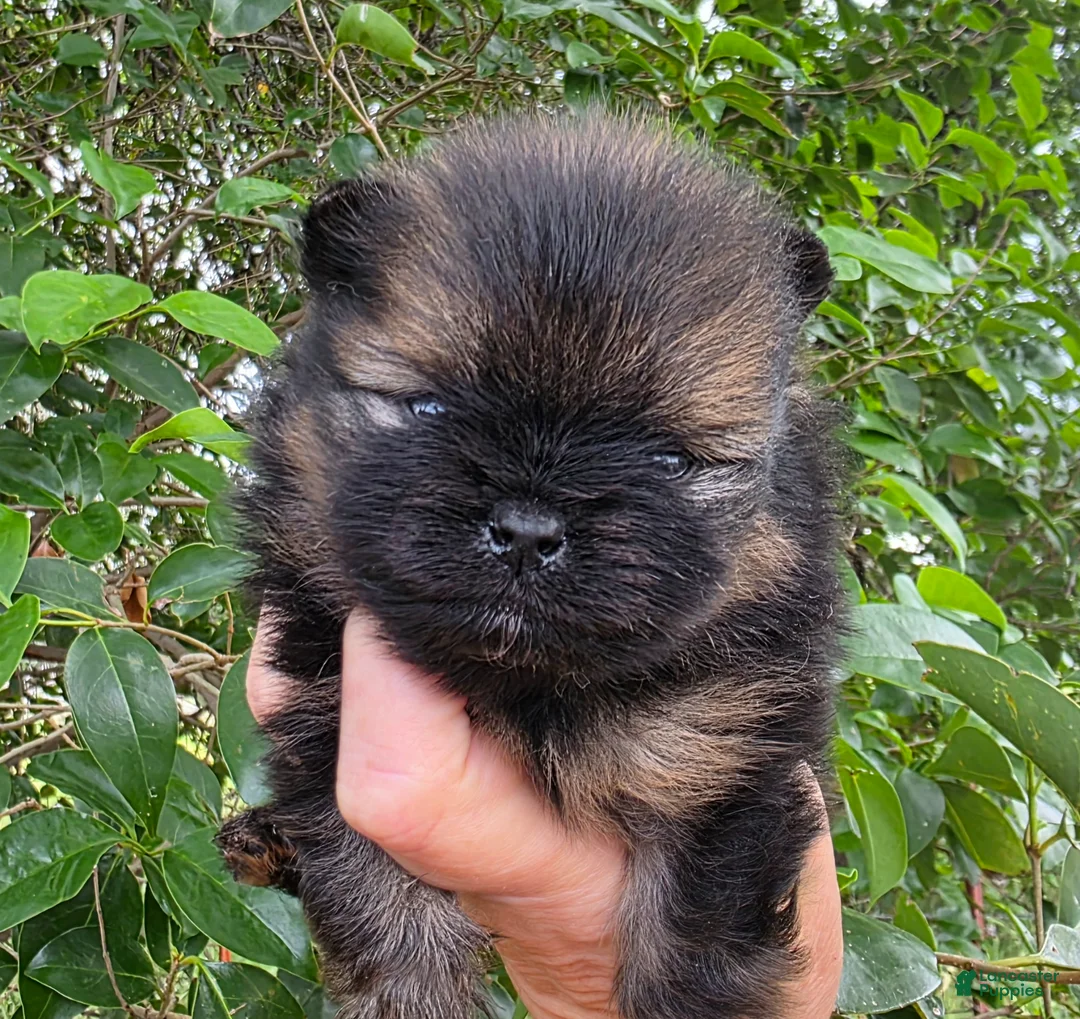 Pomeranian dogs for sale: Pomeranian Puppy 1 - Ad 1