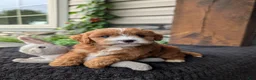 Cavapoo dogs for sale: Sandy  - Ad 6