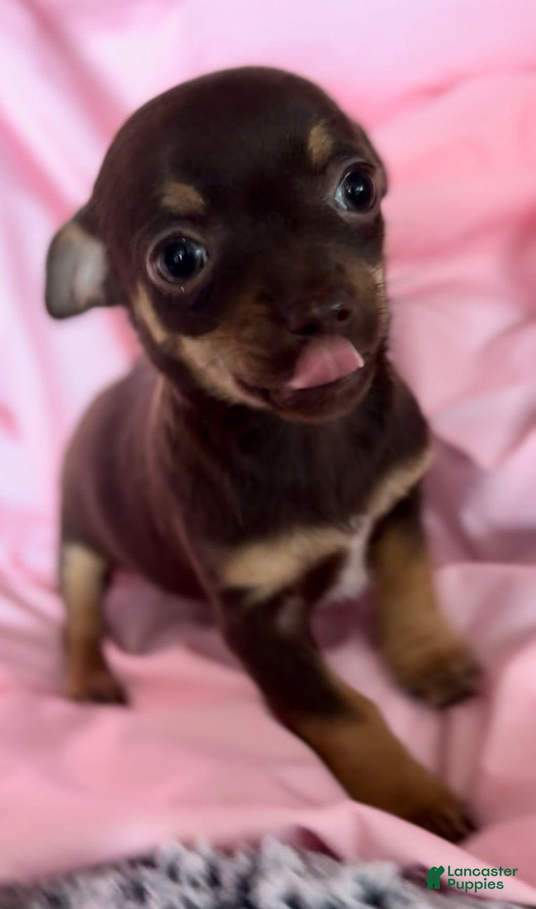 Chihuahua dogs for sale: Chihuahua Puppy 1 - Ad 4