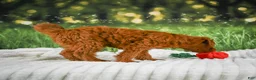 Mini Goldendoodle dogs for sale: Teddy - Ad 6