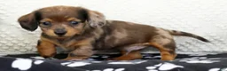 Miniature Dachshund dogs for sale: Lukey - Ad 2