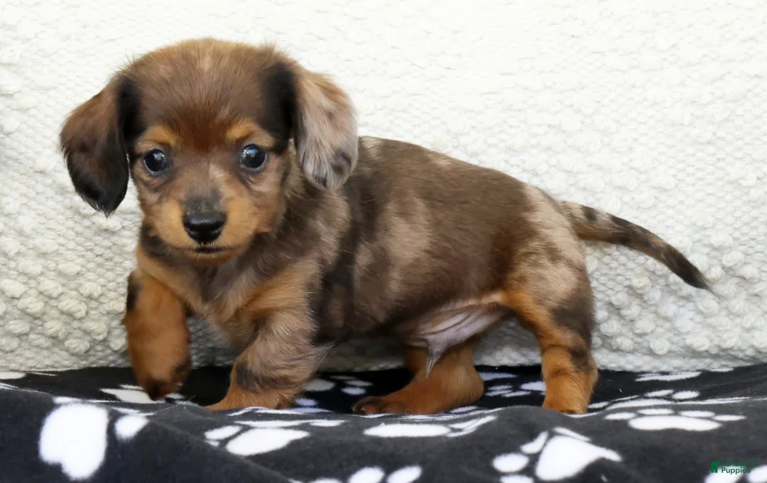 Miniature Dachshund dogs for sale: Lukey - Ad 2