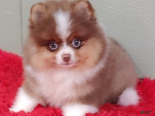 Pomeranian dogs - Ad 21