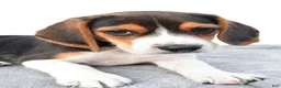 Beagle dogs for sale: Arlene - Ad 4