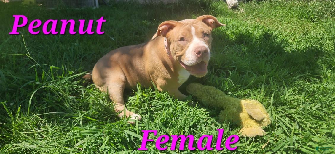 American Bully dogs Peanut - Ad 1