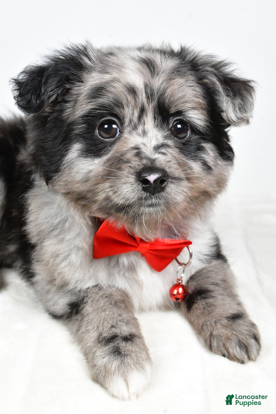 Mini Aussiedoodle dogs for sale: Blace - Ad 5
