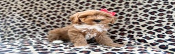 Cavapoo dogs for sale: Mercedes  - Ad 8