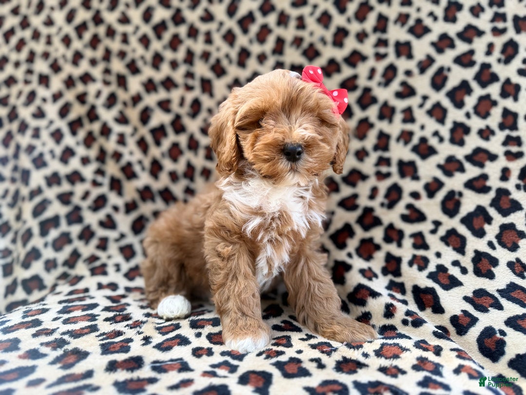 Cavapoo dogs for sale: Mercedes  - Ad 8