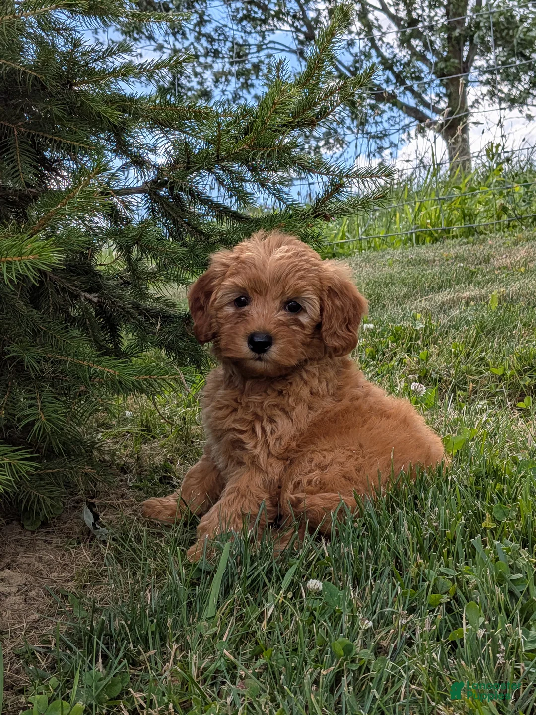 Mini Goldendoodle dogs for sale: Leo - Ad 1