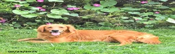 Golden Retriever dogs for sale: Blessing - Ad 6
