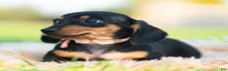 Miniature Dachshund dogs for sale: Pixiebean AKC - Ad 8