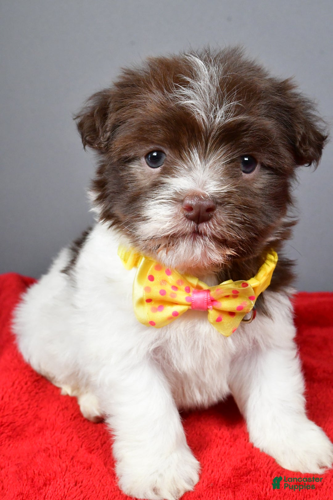 Havanese dogs for sale: Champ - Ad 8