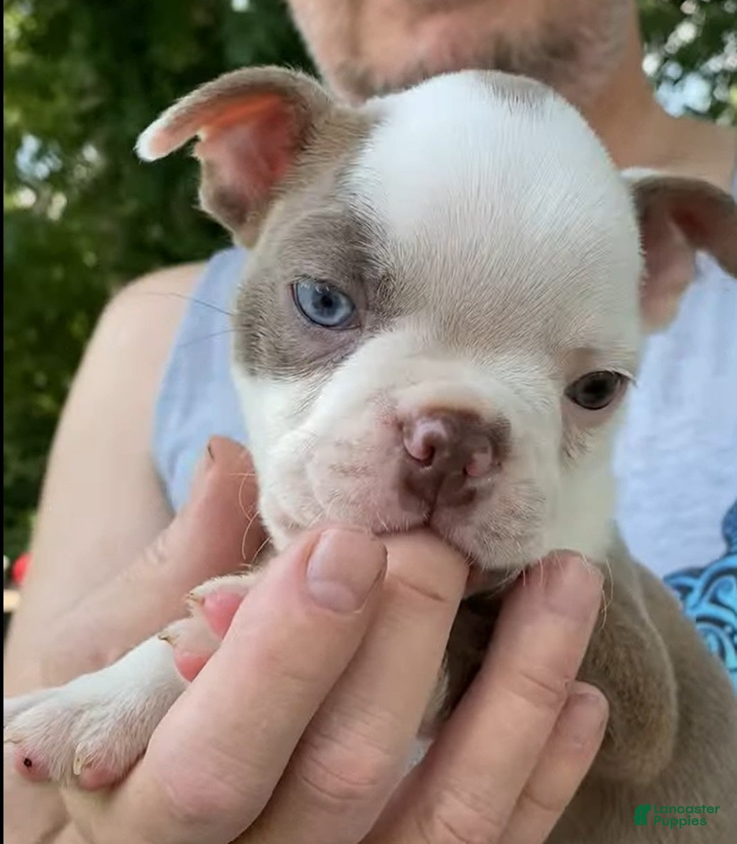 Boston Terrier dogs AKC little girl Evie - Ad 1