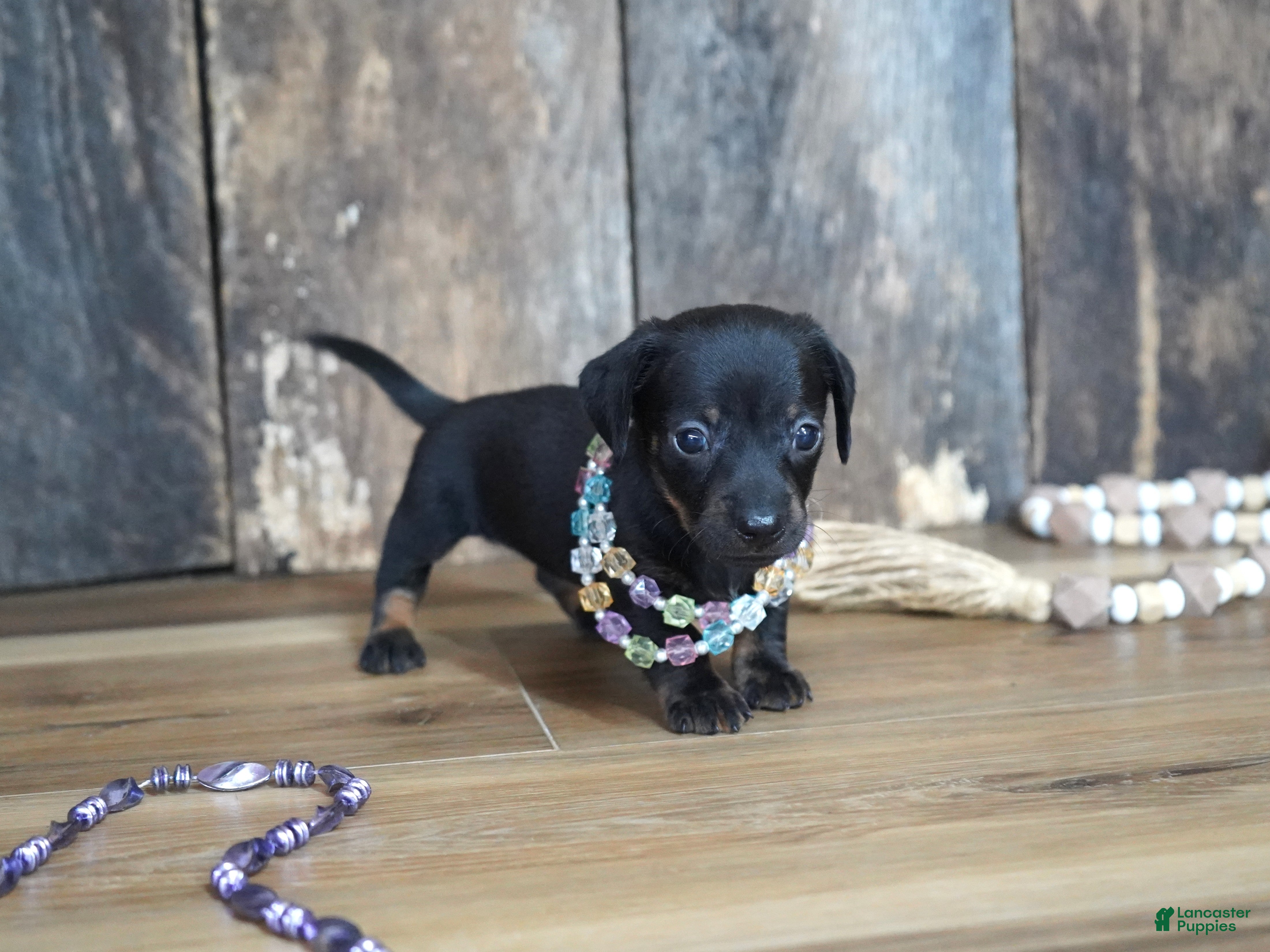 Miniature Dachshund dogs Abbi - Ad 4