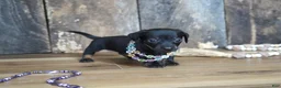 Miniature Dachshund dogs for sale: Abbi - Ad 1