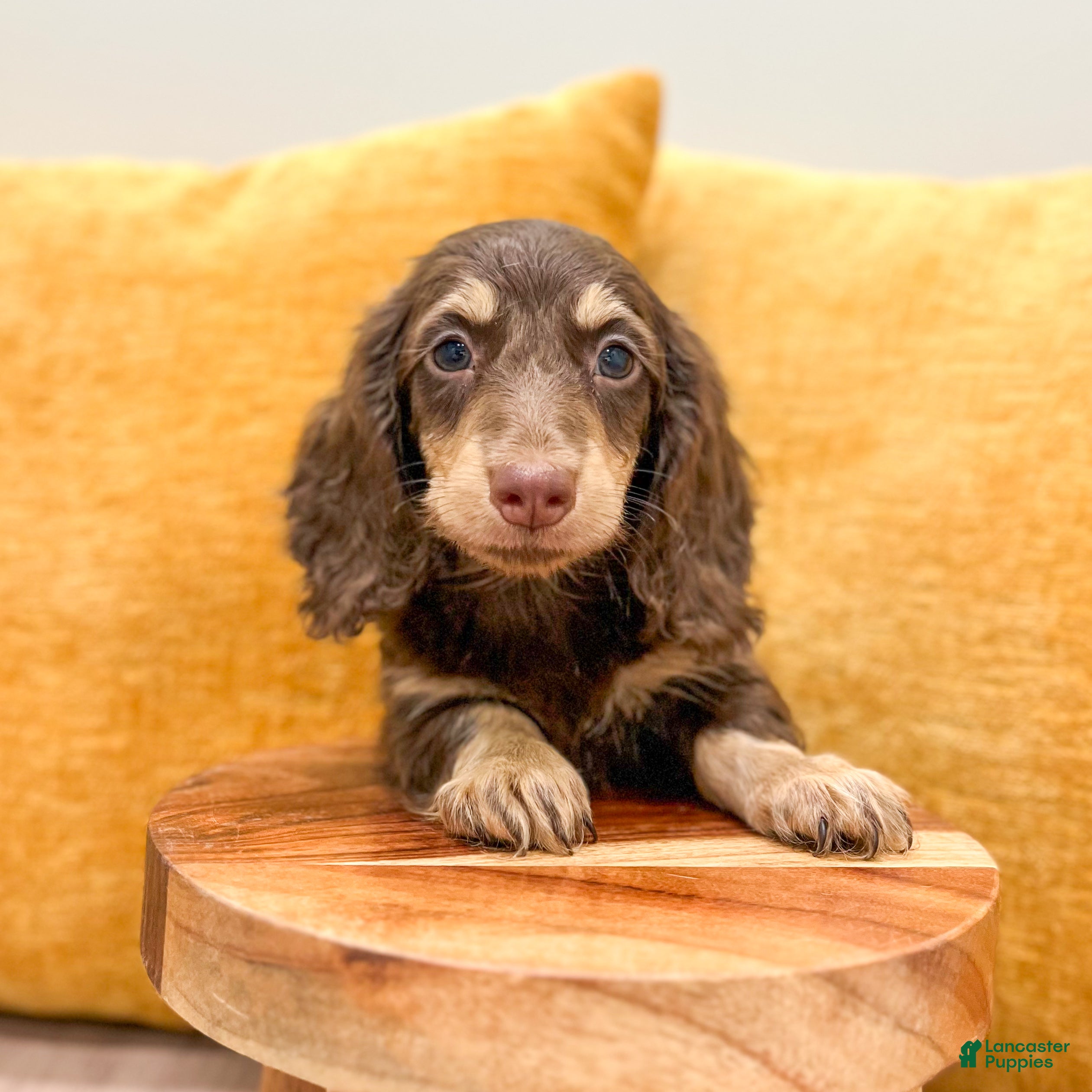 Miniature Dachshund dogs Teddy - Ad 2