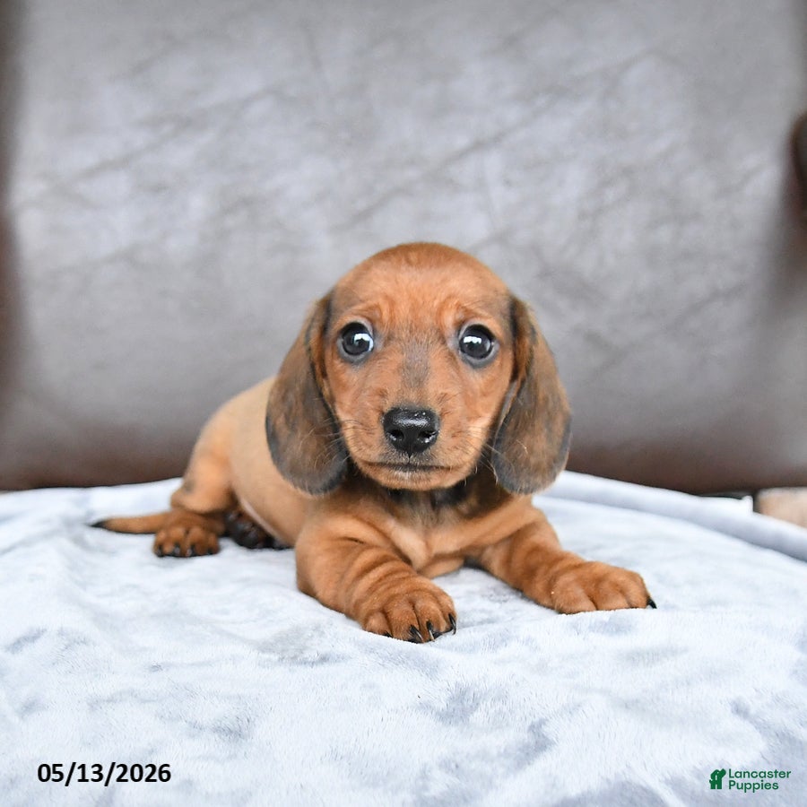 Miniature Dachshund dogs for sale: Champ  - Ad 3
