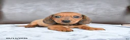 Miniature Dachshund dogs for sale: Champ  - Ad 1