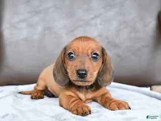Miniature Dachshund dogs for sale: Champ - Ad 3