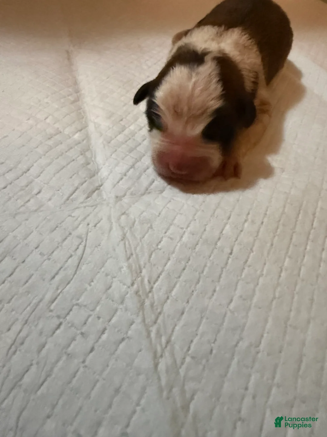 Saint Bernard dogs for sale: Boy 2  - Ad 2