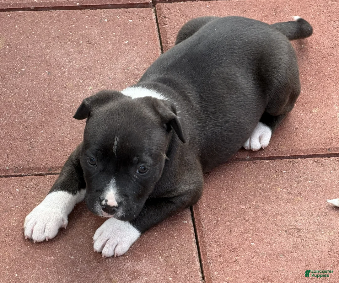 American Pit Bull Terrier dogs for sale: Panda-Girl  Pit-bull - Ad 1