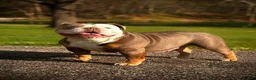 Olde English Bulldogge dogs for sale: Olde English Bulldogge Puppy 1 - Ad 9