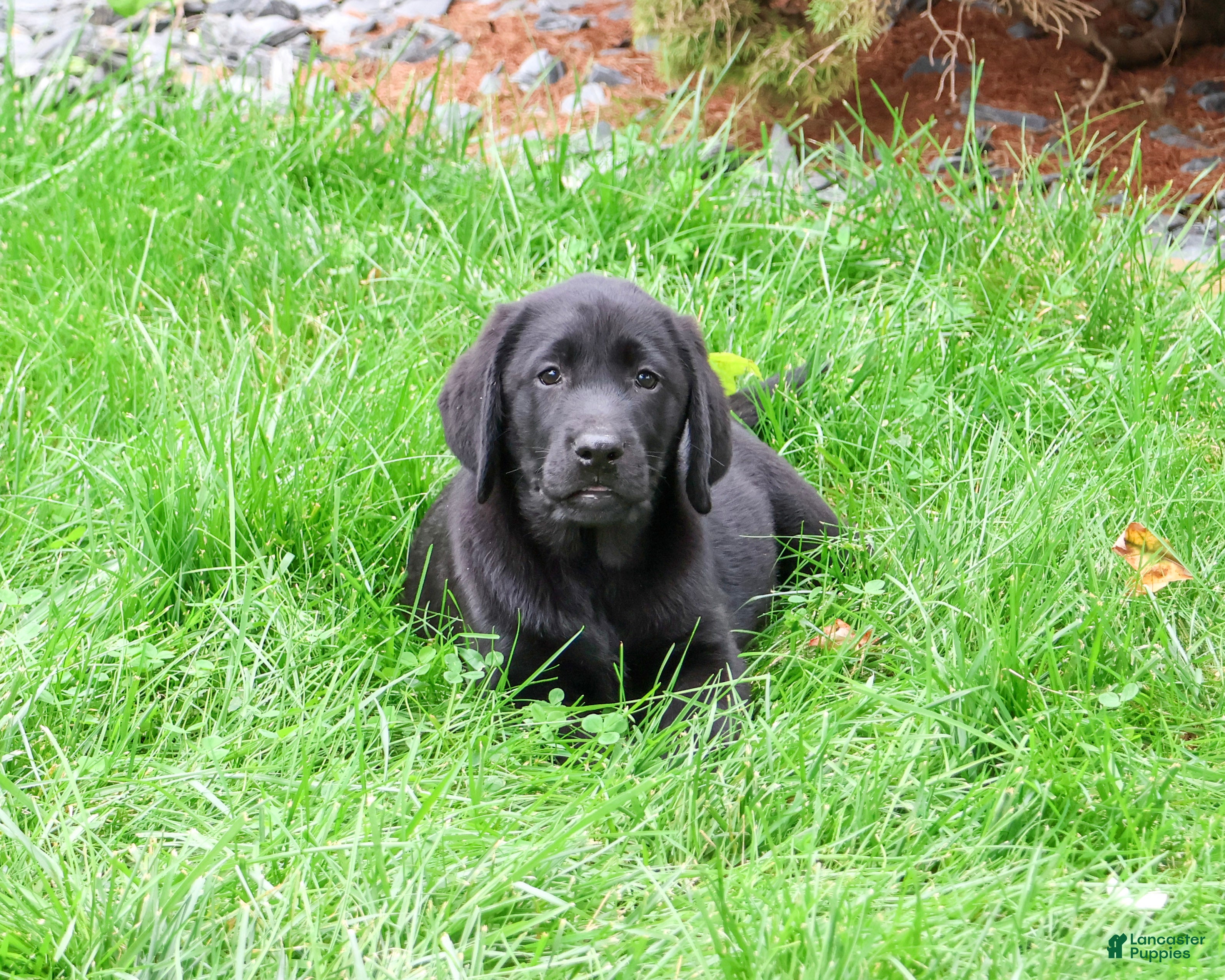 Labrador Retriever dogs Max - Ad 1