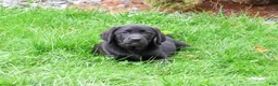 Labrador Retriever dogs for sale: Max - Ad 1