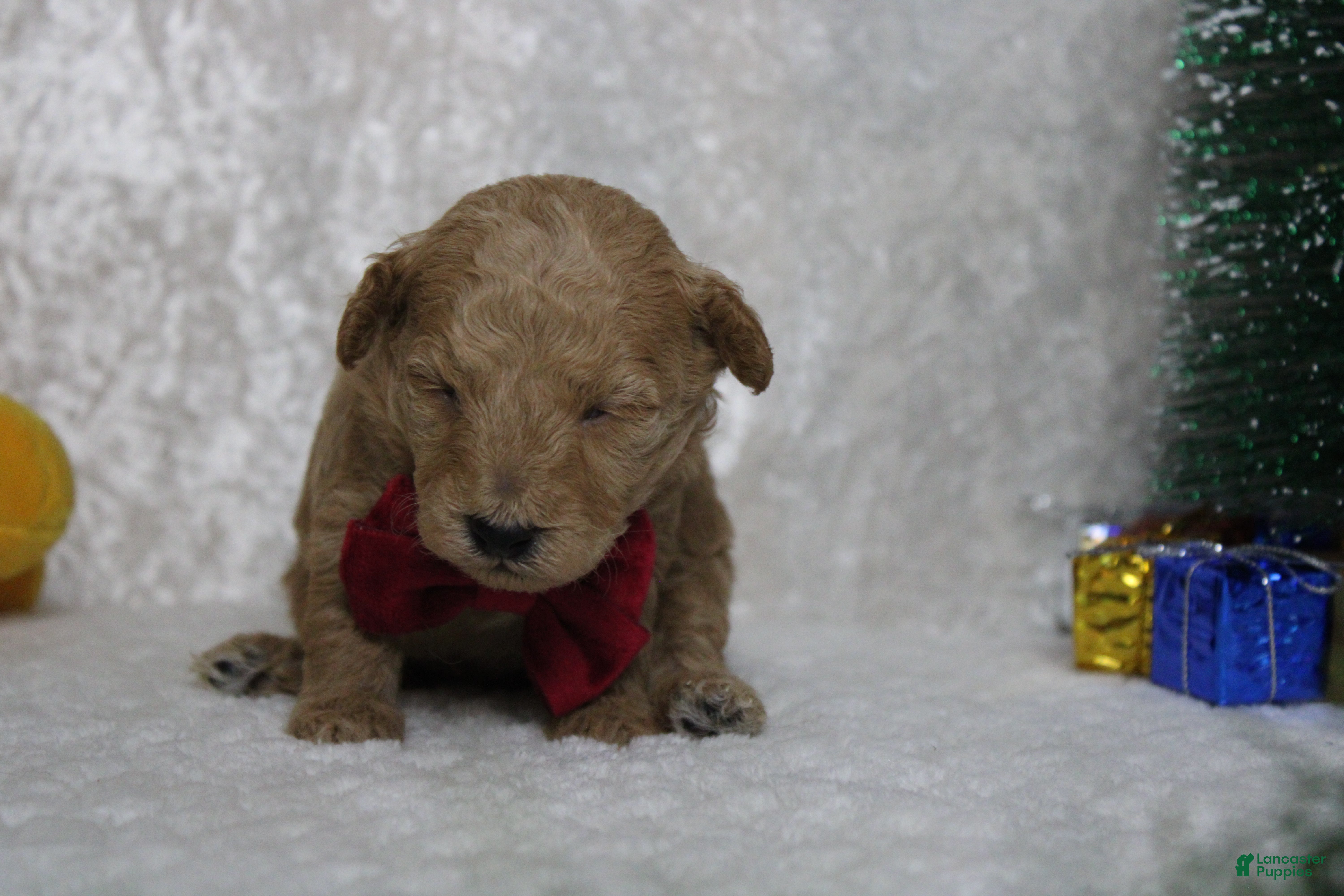 Toy Poodle dogs Garnet  - Ad 4