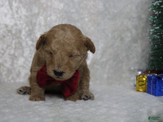 Toy Poodle dogs Garnet - Ad 4