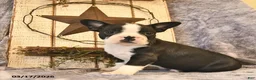 Boston Terrier dogs for sale: Duke  - Ad 4