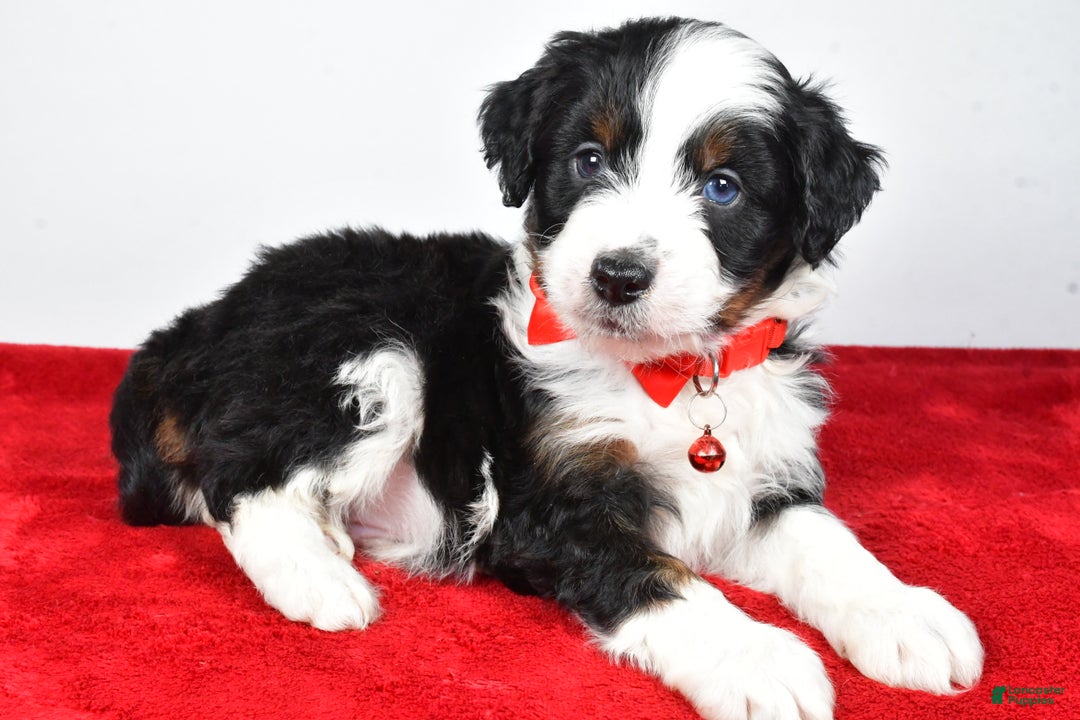 Mini Aussiedoodle dogs for sale: Shadow - Ad 2