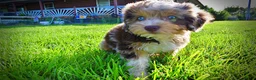 Havapoo dogs for sale: Elektra - Ad 2
