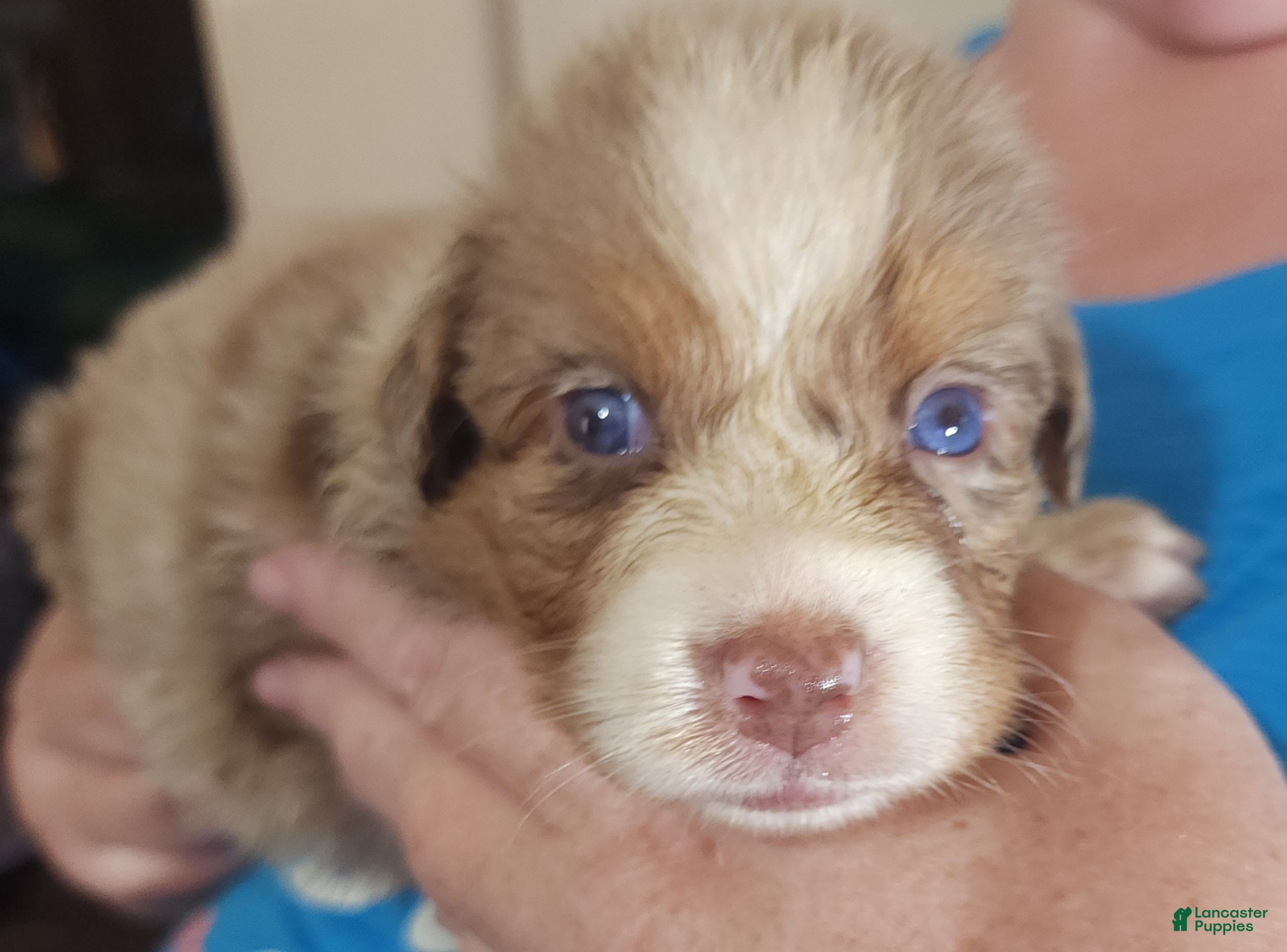 Australian Shepherd dogs Australian Shepherd Red Merle Female 3 - Ad 1