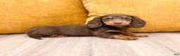 Miniature Dachshund dogs for sale: Latte - Ad 3