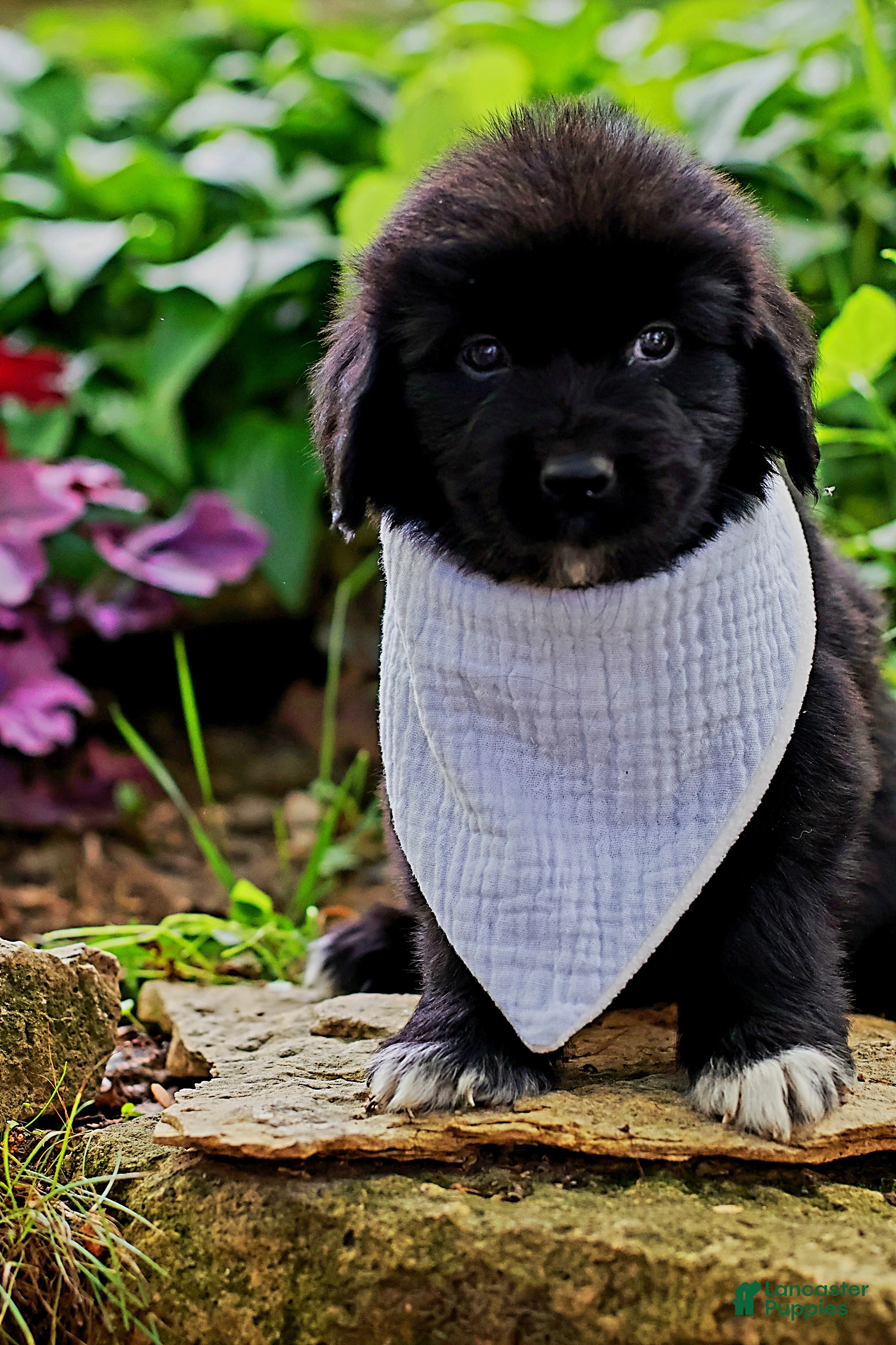 Newfoundland dogs Bowser - Ad 2