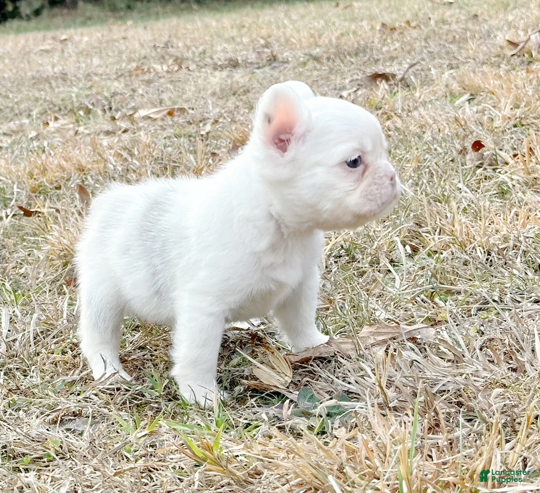 French Bulldog dogs for sale: Kamilla-Full Fluffy Choc & Tan Koi w Testable - Ad 4