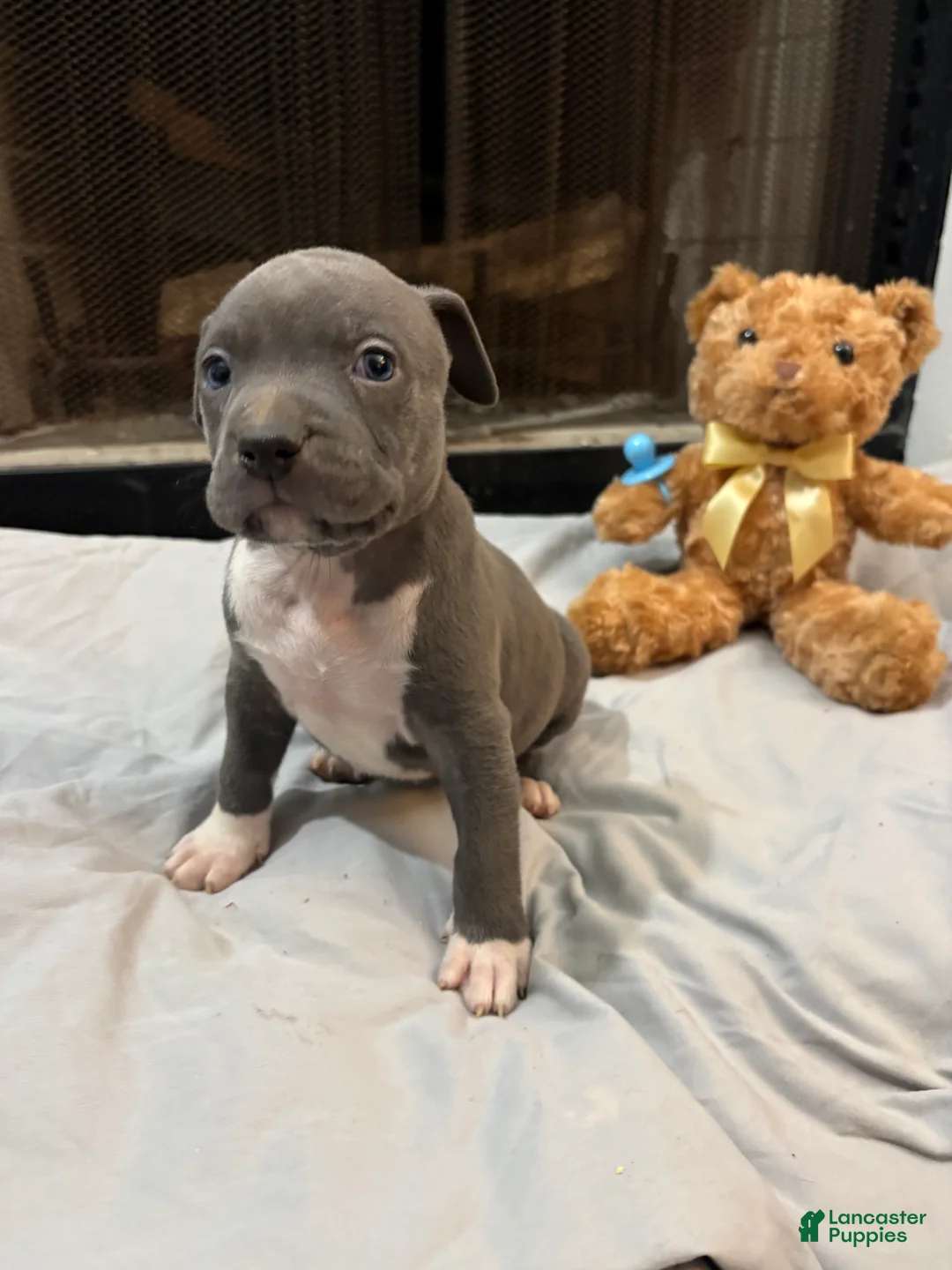 Mixed Breed dogs for sale: Pup 8 - Ad 1