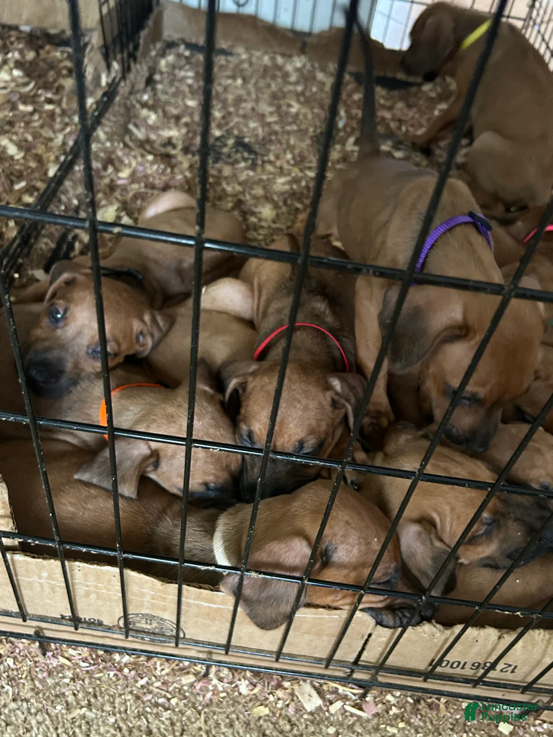 Rhodesian Ridgeback dogs for sale: Rhodesian Ridgeback Puppy 1 sky blue collar - Ad 31