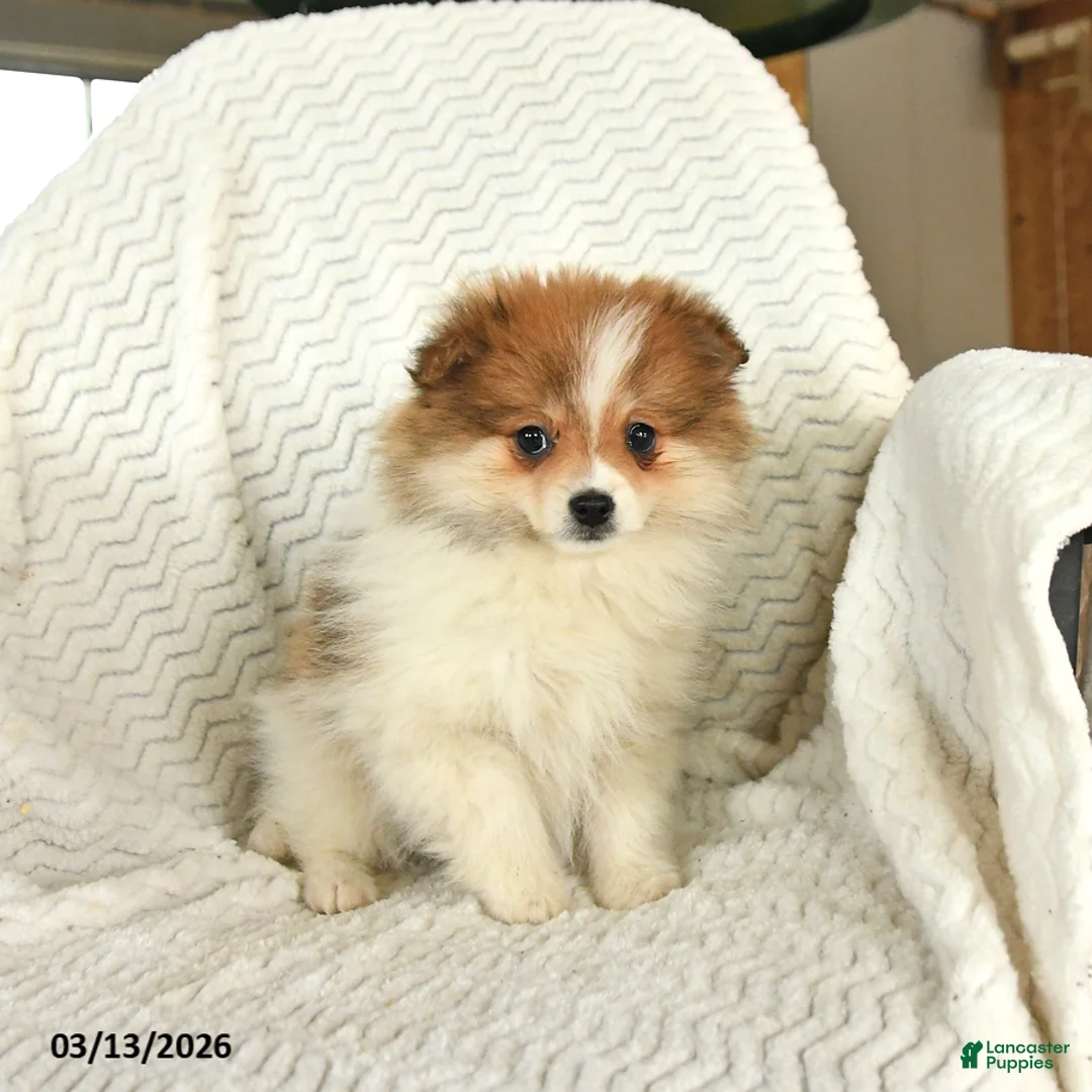 Pomeranian dogs for sale: Fluffy - Ad 1