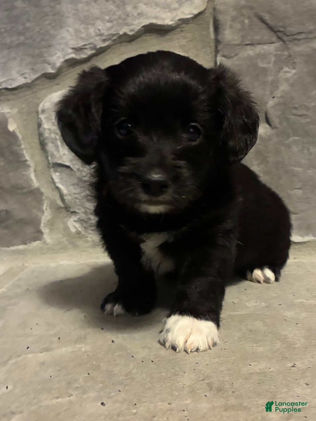 Corgipoo dogs for sale: Pascal Corgipoo - Ad 4